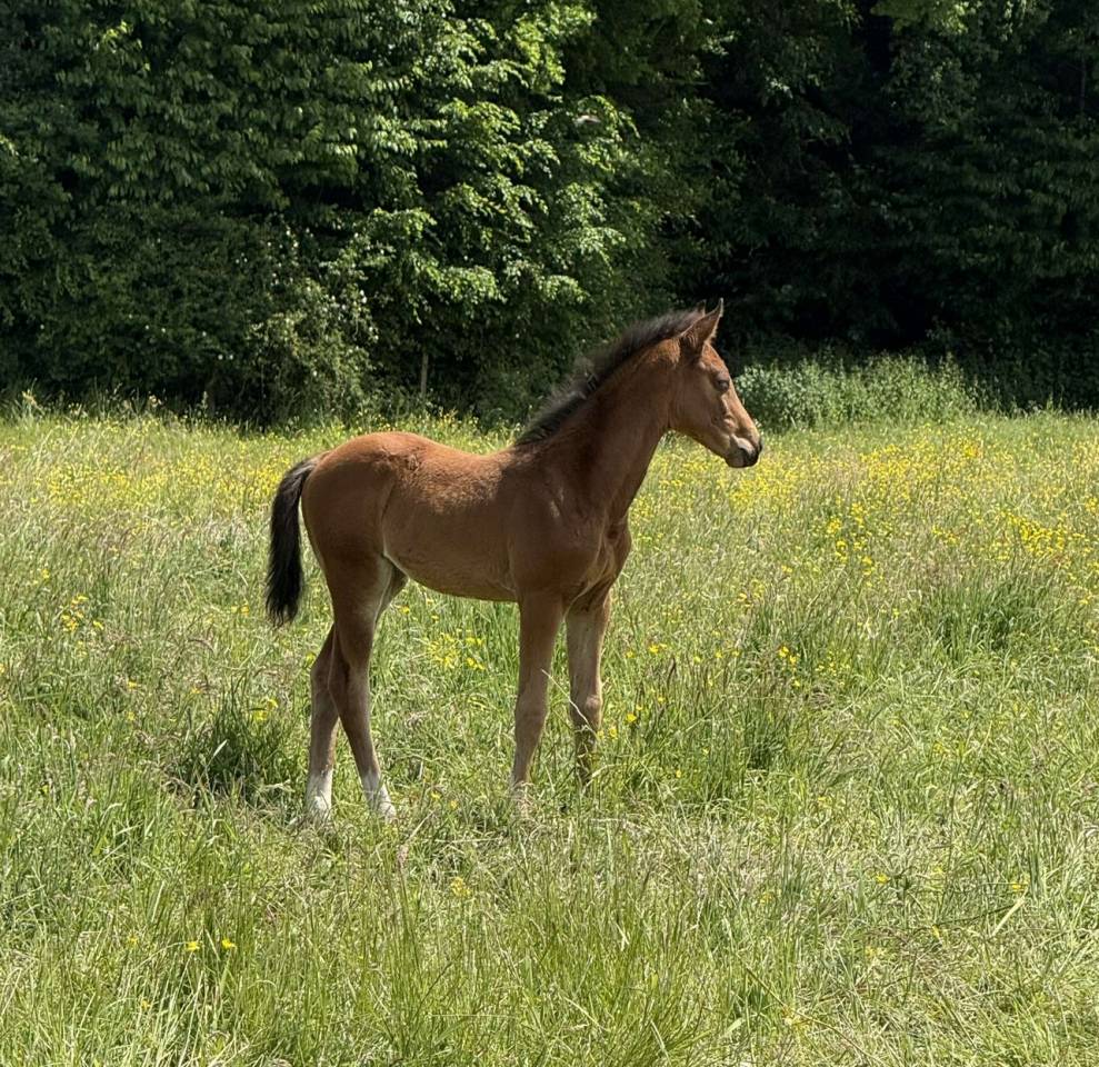 Pouliche Sf 2025 génétique prometteuse 