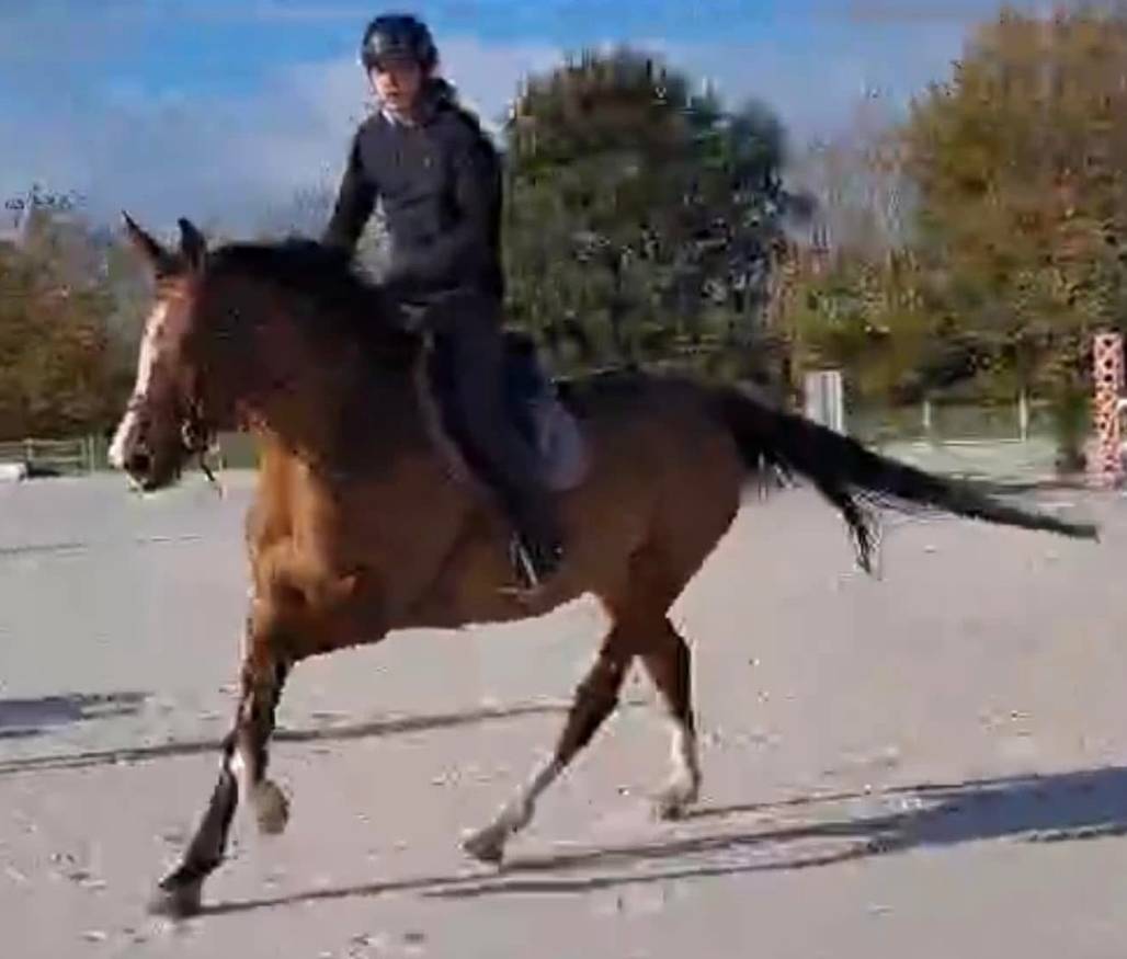 Pouliche Sf 2025 génétique prometteuse 