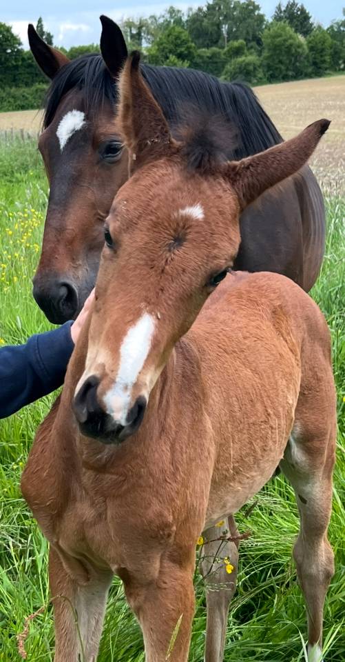 Pouliche Sf 2025 génétique prometteuse 