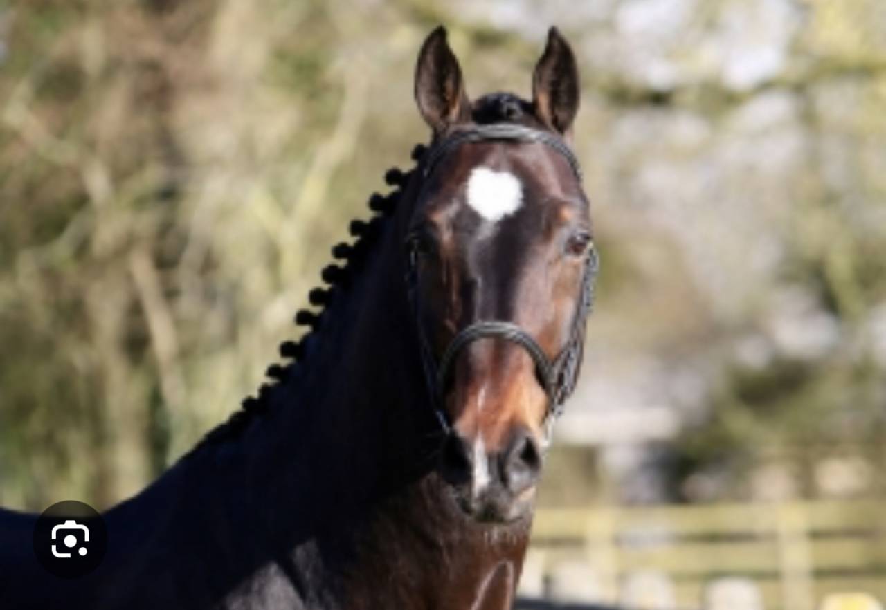 Pouliche Sf 2025 génétique prometteuse 