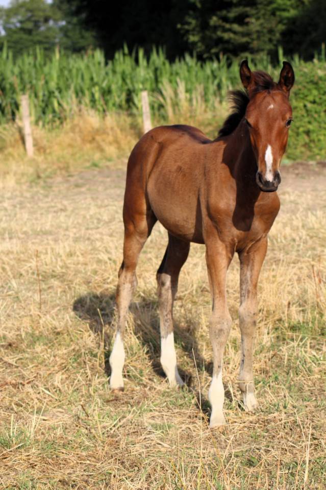 Pouliche Sf 2025 génétique prometteuse 