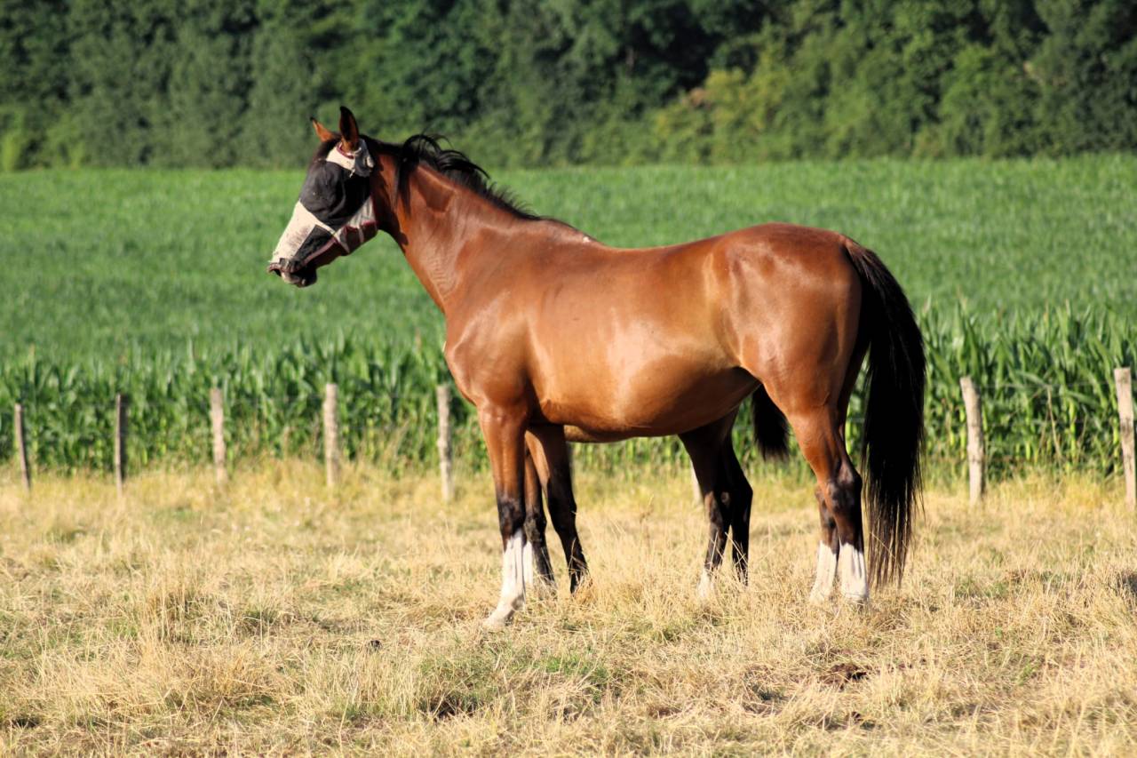 Pouliche Sf 2025 génétique prometteuse 