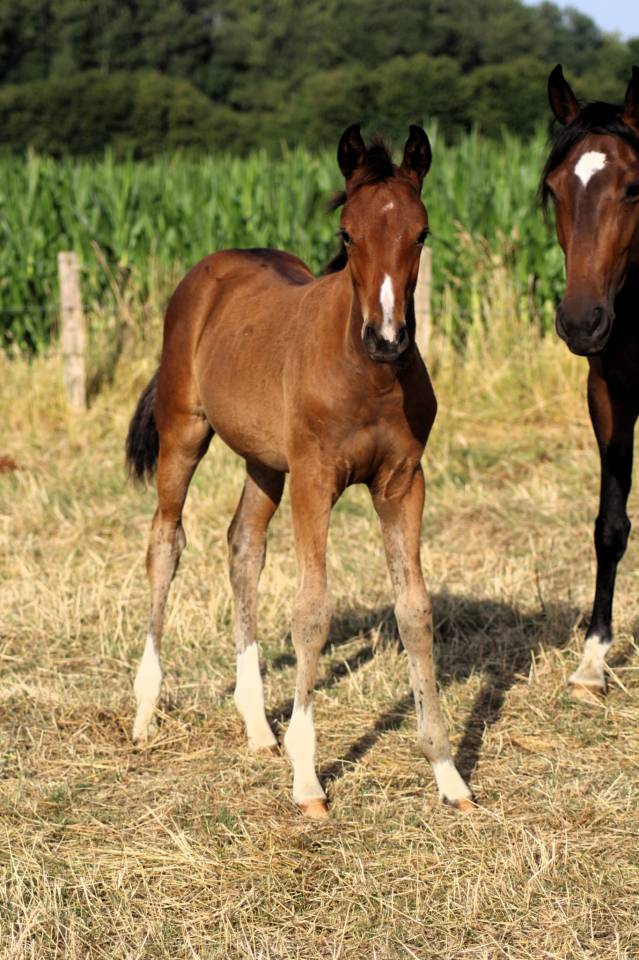 Pouliche Sf 2025 génétique prometteuse 