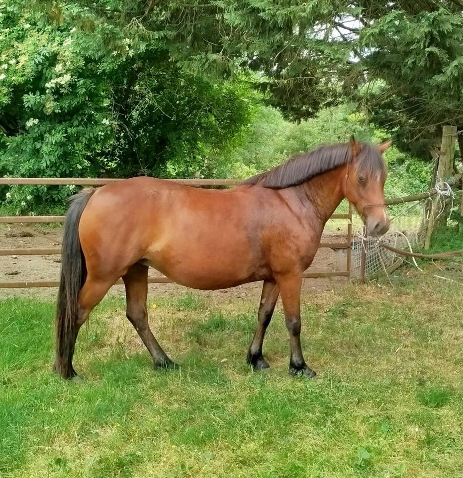 PONETTE CONNEMARA  PART BRED 5 ANS - 145 CMS
