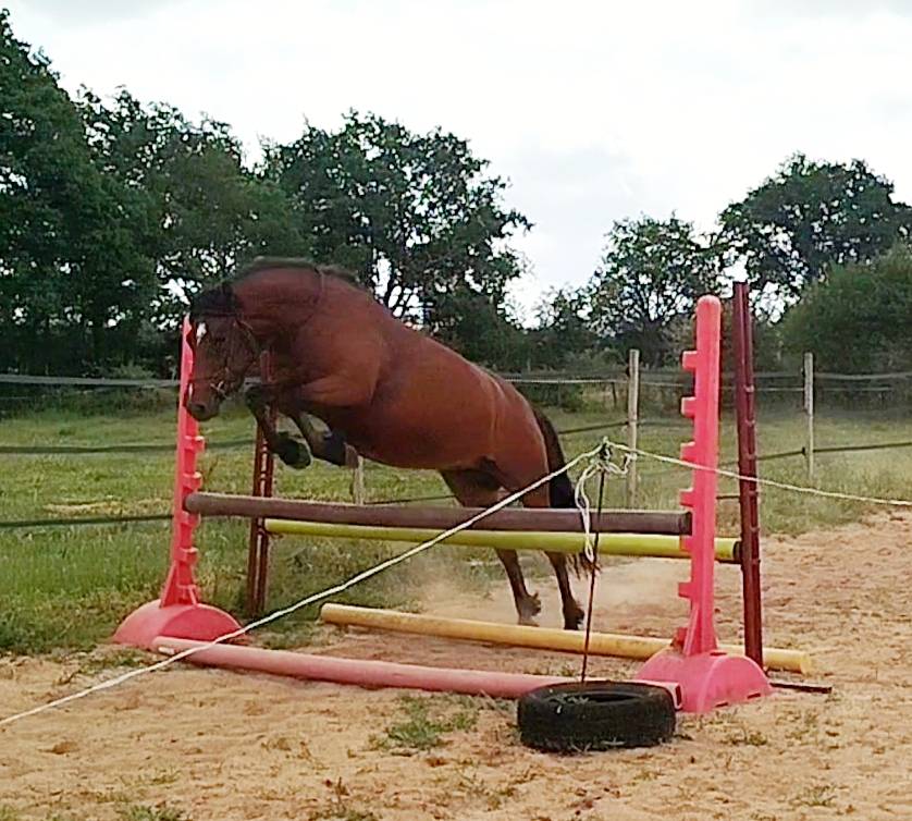 PONETTE CONNEMARA  PART BRED 5 ANS - 145 CMS