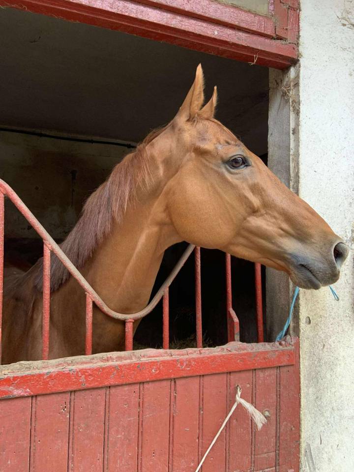 Khochenko - Hongre reformé