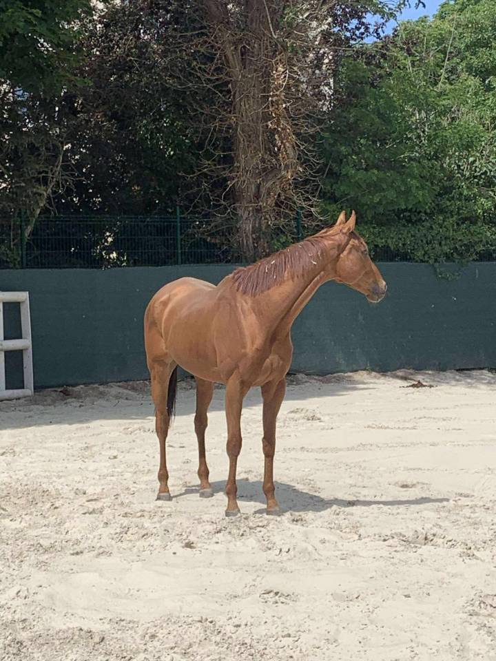 Khochenko - Hongre reformé