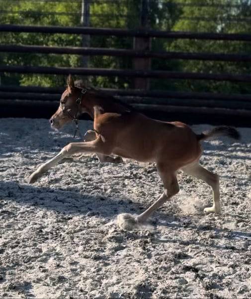 Pouliche chic 2025 – Comilfo+ x Corland, génétique 5★