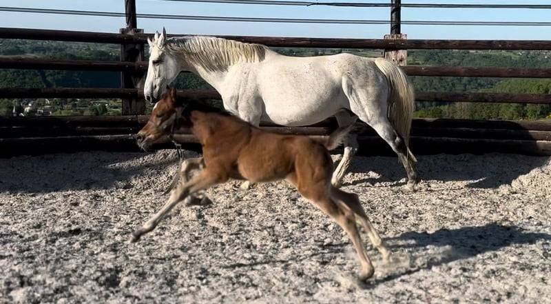 Pouliche chic 2025 – Comilfo+ x Corland, génétique 5★