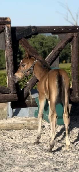 Pouliche chic 2025 – Comilfo+ x Corland, génétique 5★