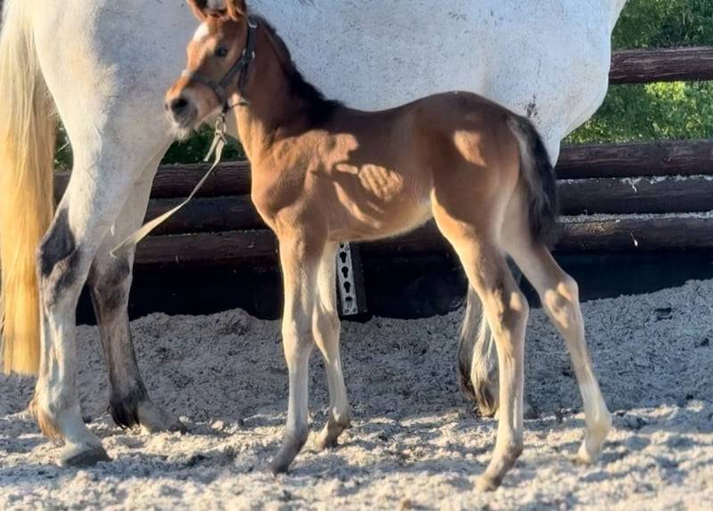 Pouliche chic 2025 – Comilfo+ x Corland, génétique 5★