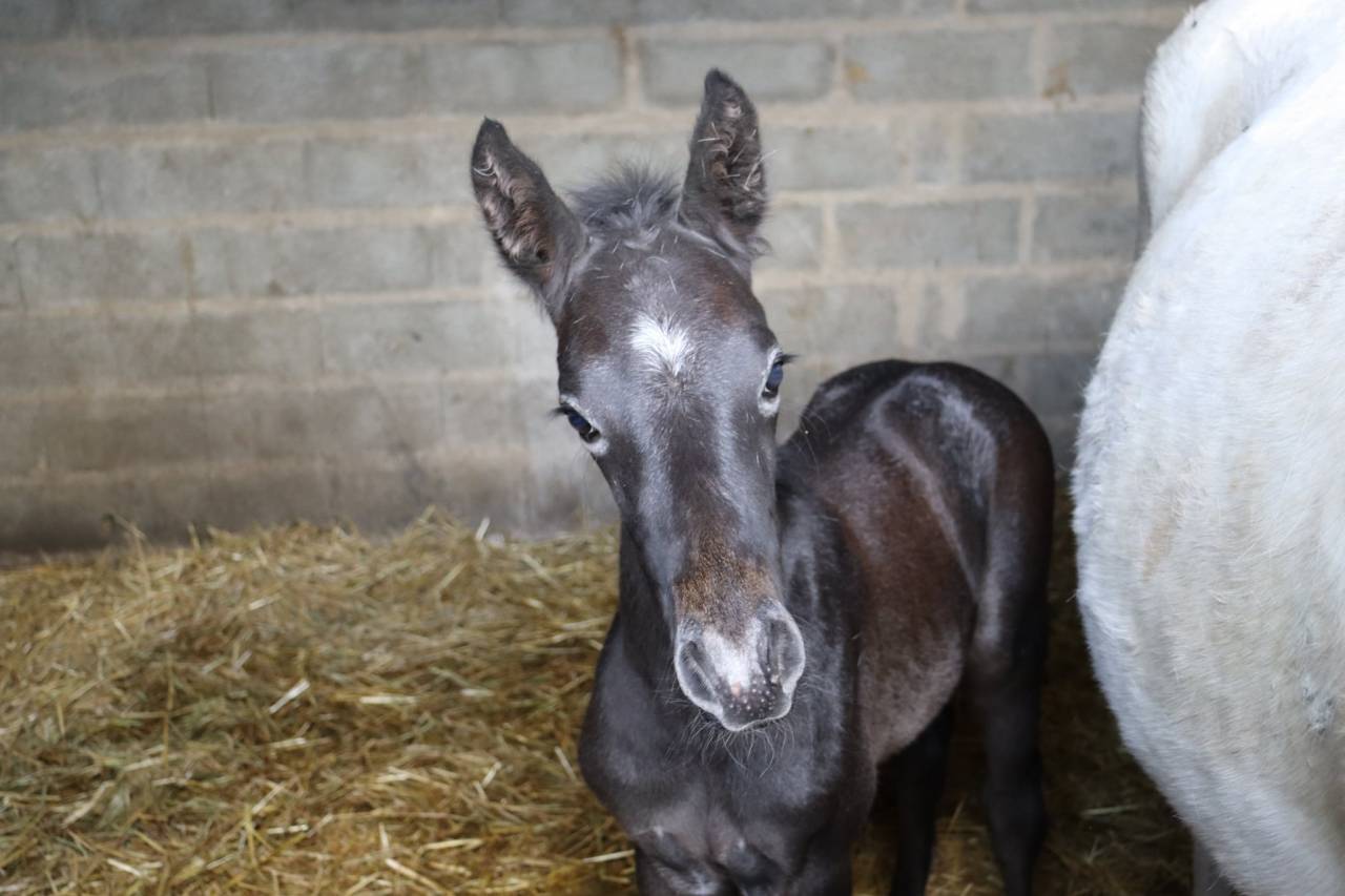 Poney Foal PFS par Usandro tilia Derlenn