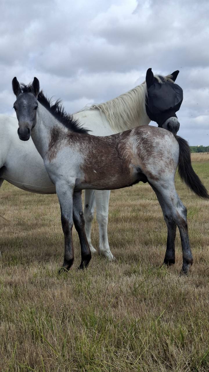 Poney Foal PFS par Usandro tilia Derlenn