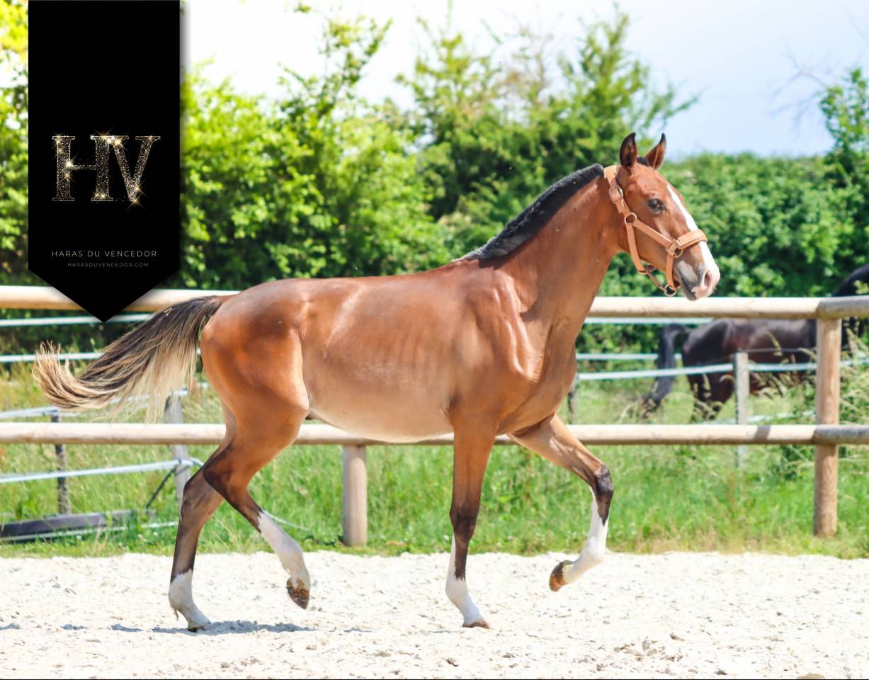 Poulain Lusitanien Ouro JLC x Esperta Sernadinha 