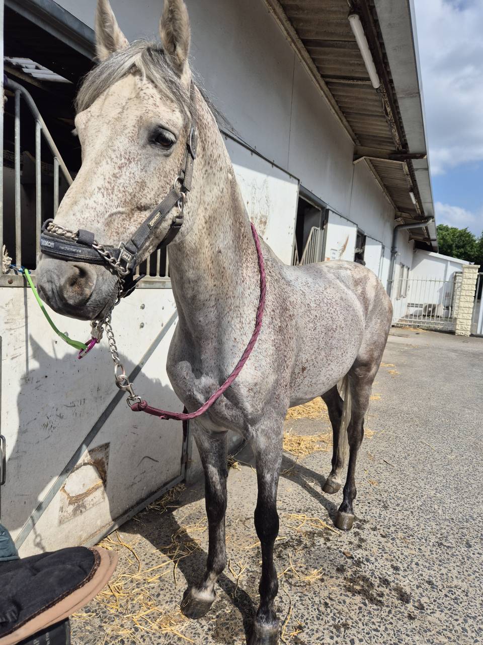 Magnifique étalon PRE de 10 ans, dressé haut niveau