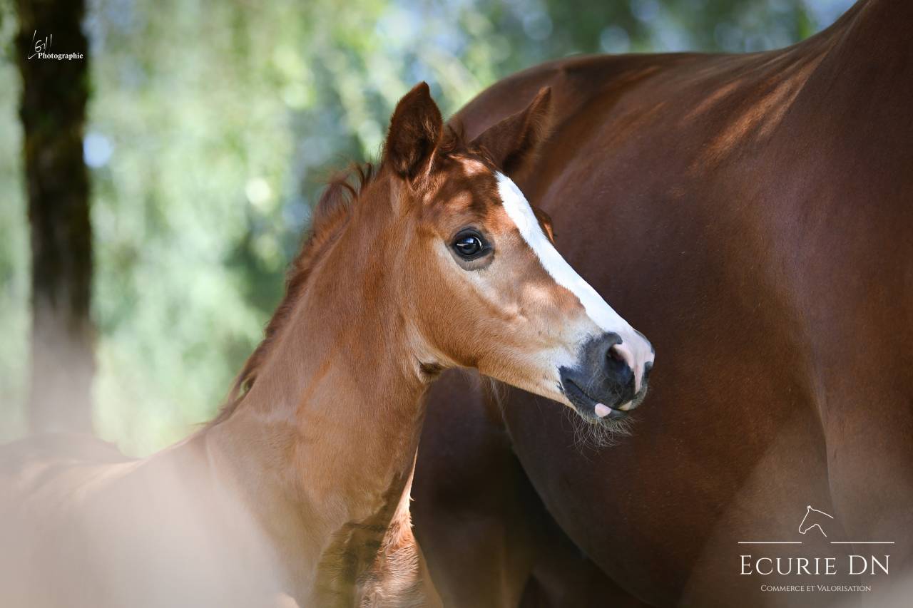 Magnifique Poulain Mâle Hanovrien Vjento x Lord Loxley 