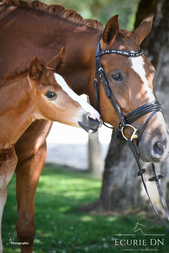 Magnifique Poulain Mâle Hanovrien Vjento x Lord Loxley 