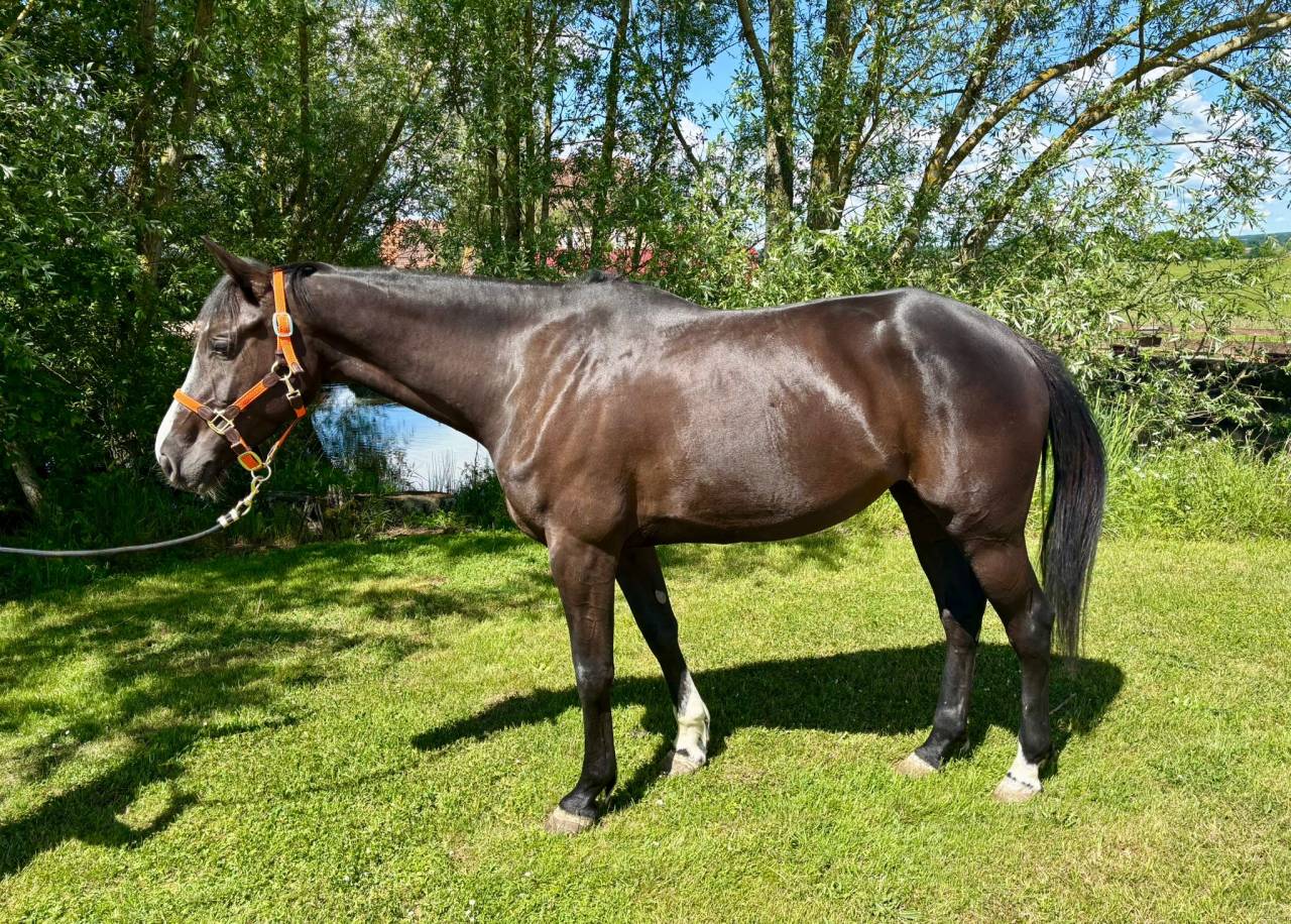 disponible jument 5 ans 