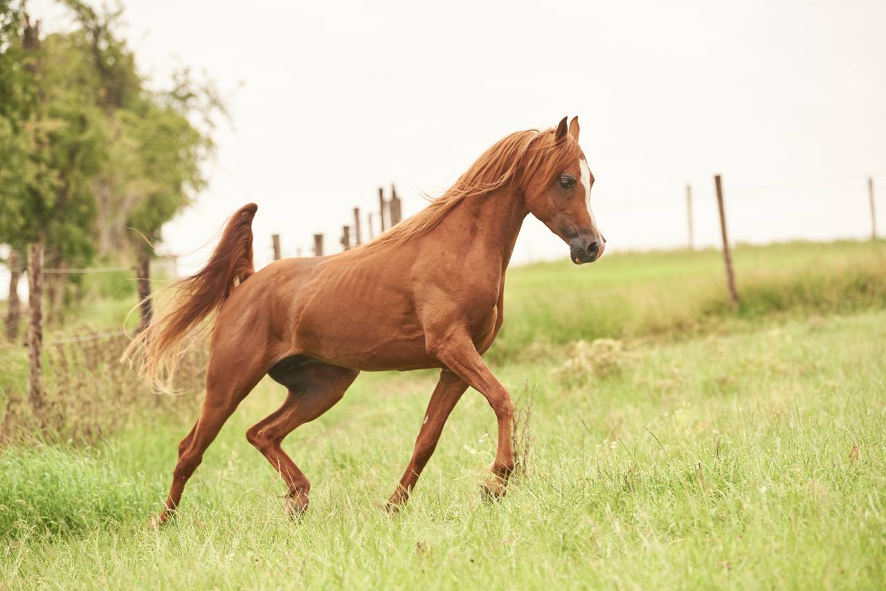 Kuba Al Manzah – Étalon Pur-Sang Arabe à vendre