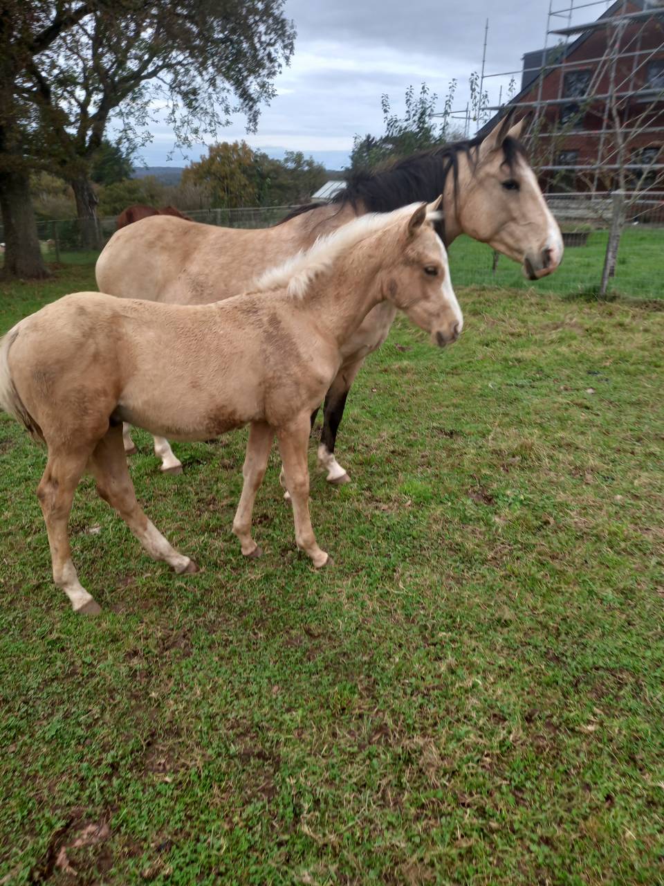 Elevage Palomino  et Arabe  BAISSE DE PRIX!!! 
