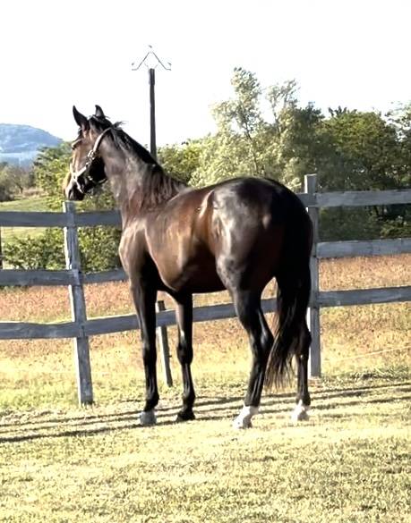 Dynamic Dream offspring