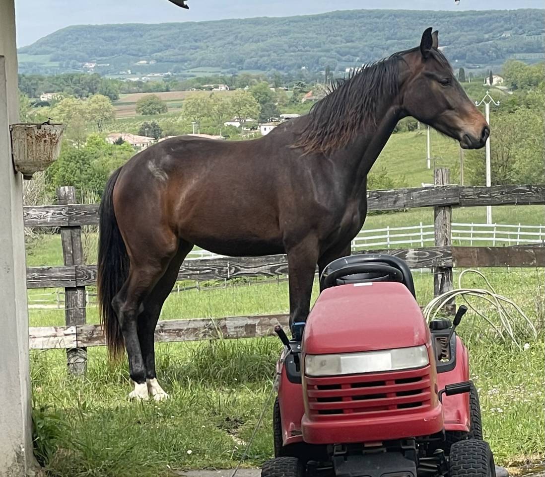 Dynamic Dream offspring