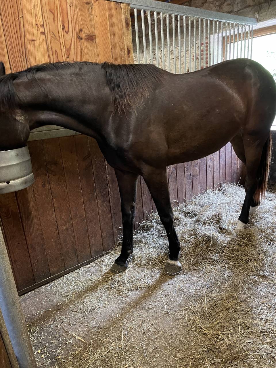 Dynamic Dream offspring