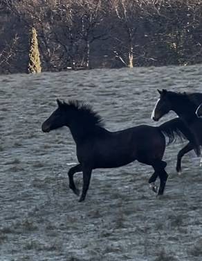 Jument KWPN 4 ans / dressage