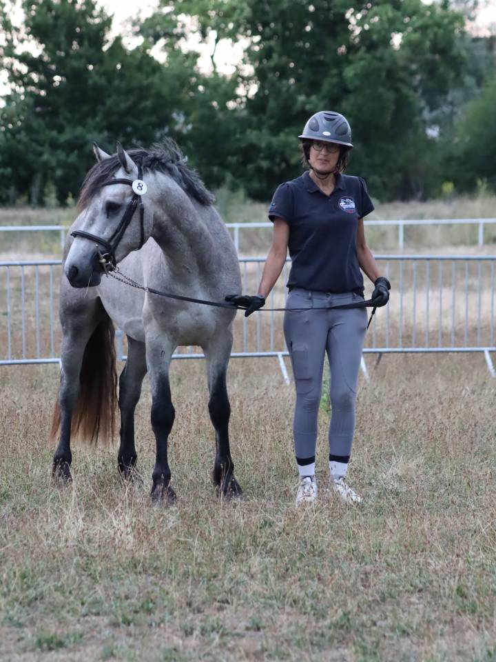 Poney Connemara Petit D 3 ans projet sport et repro