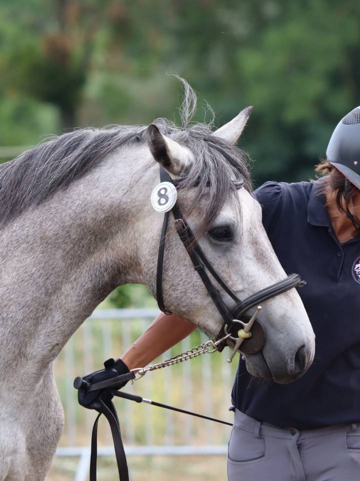 Poney Connemara Petit D 3 ans projet sport et repro