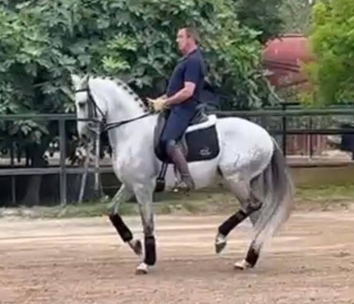 VITOREO : Un cheval facile, très avancé en dressage