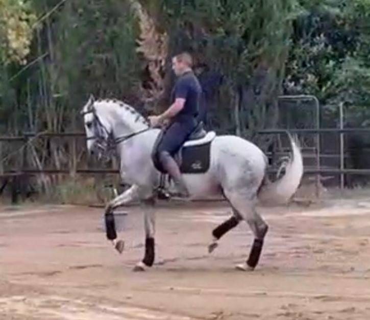 VITOREO : Un cheval facile, très avancé en dressage