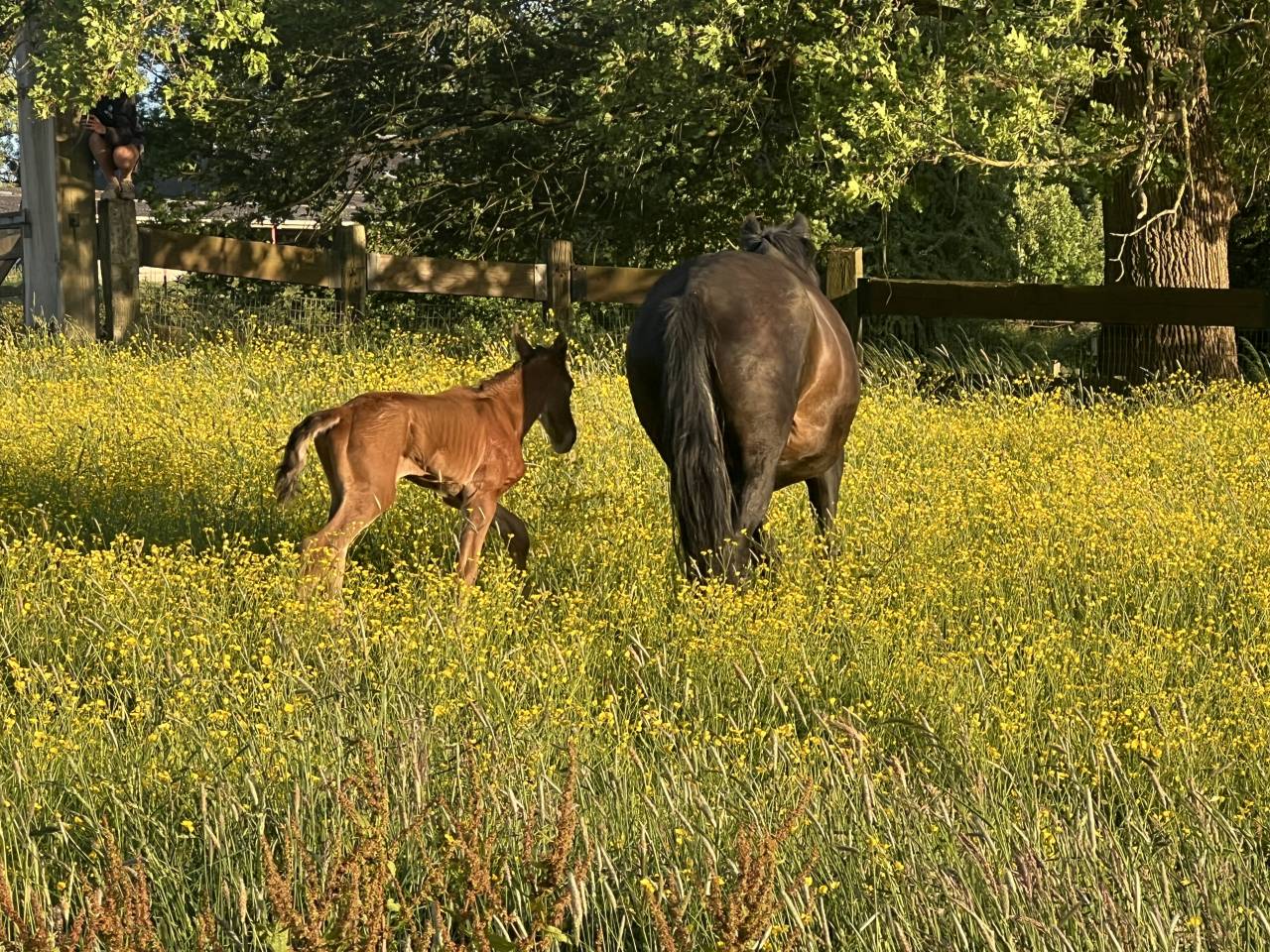 ❤️Don Quichotte , magnifique poulain lusitanien ❤️