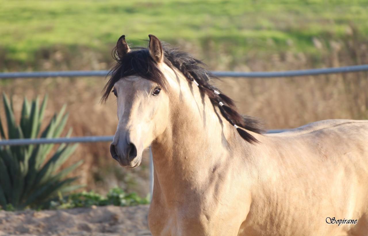 ❤️Don Quichotte , magnifique poulain lusitanien ❤️