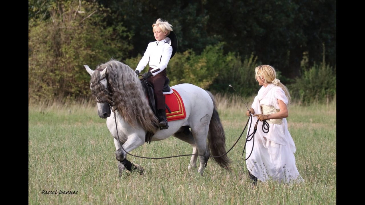 ❤️Don Quichotte , magnifique poulain lusitanien ❤️