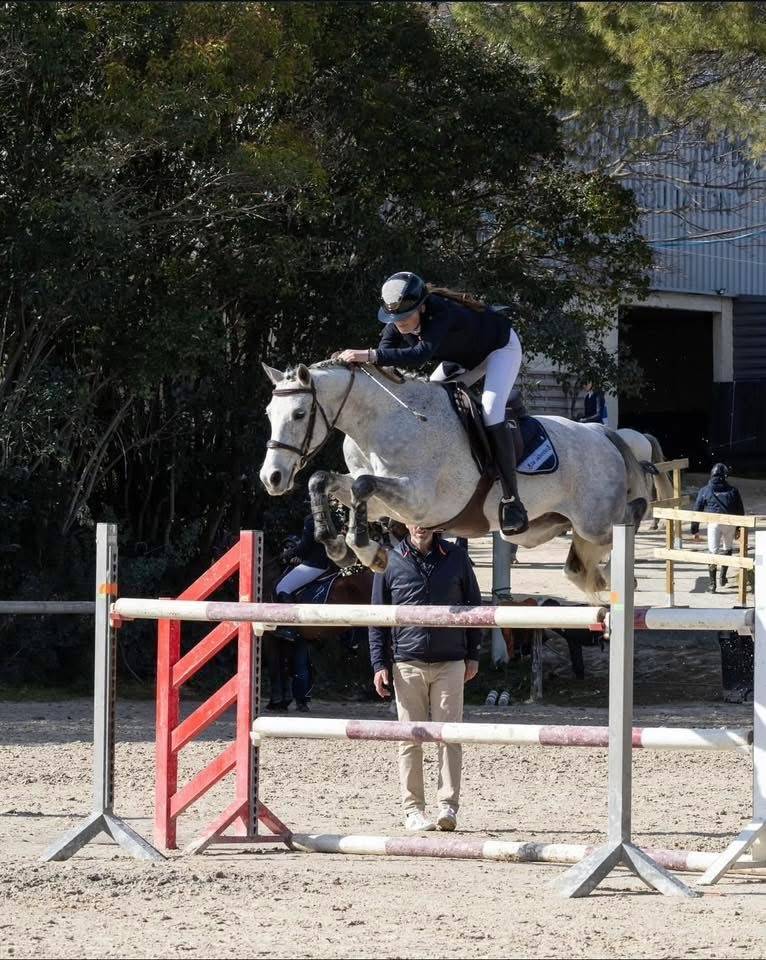 A VENDRE PONEY DE SPORT FADO D'HURL'VENT