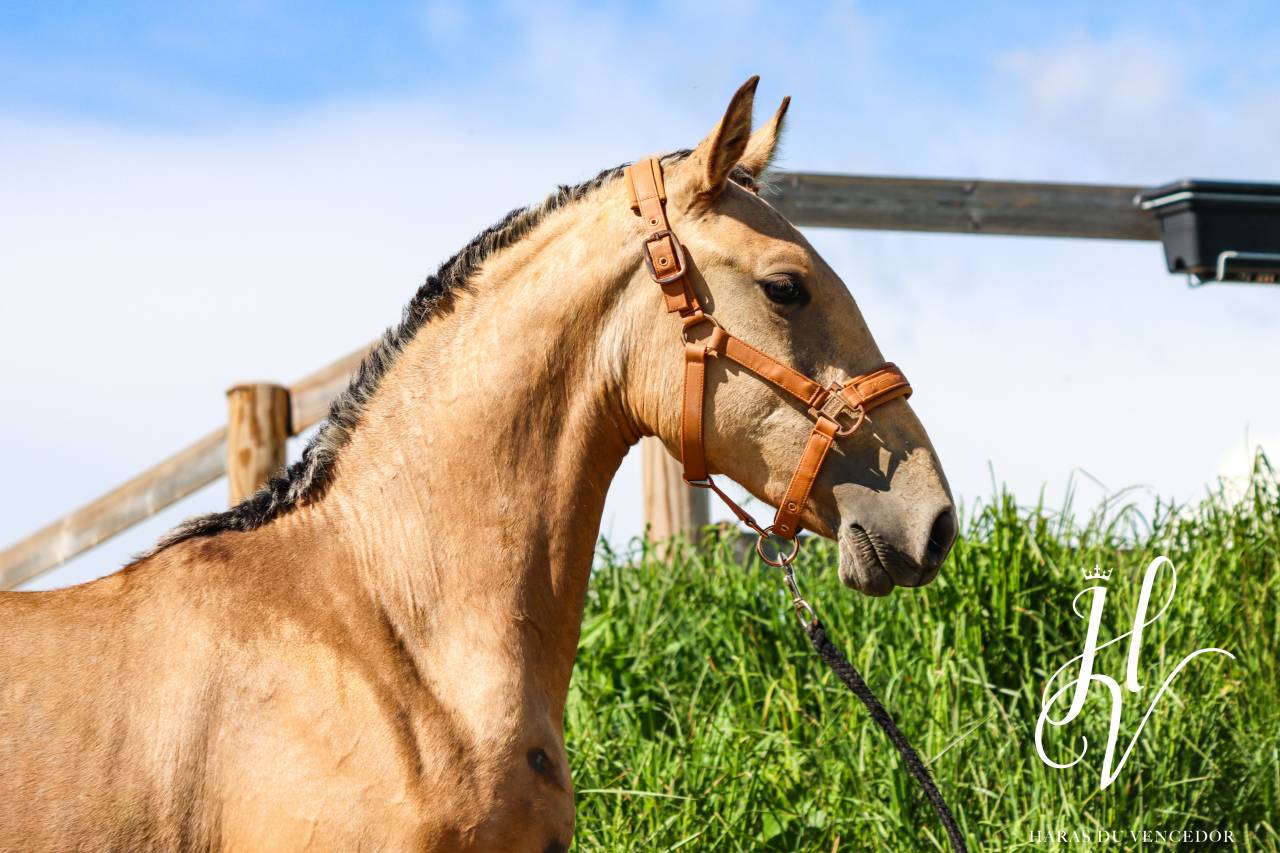Pouliche PSL Par Miura De Cais x Esperta Sernadinha 