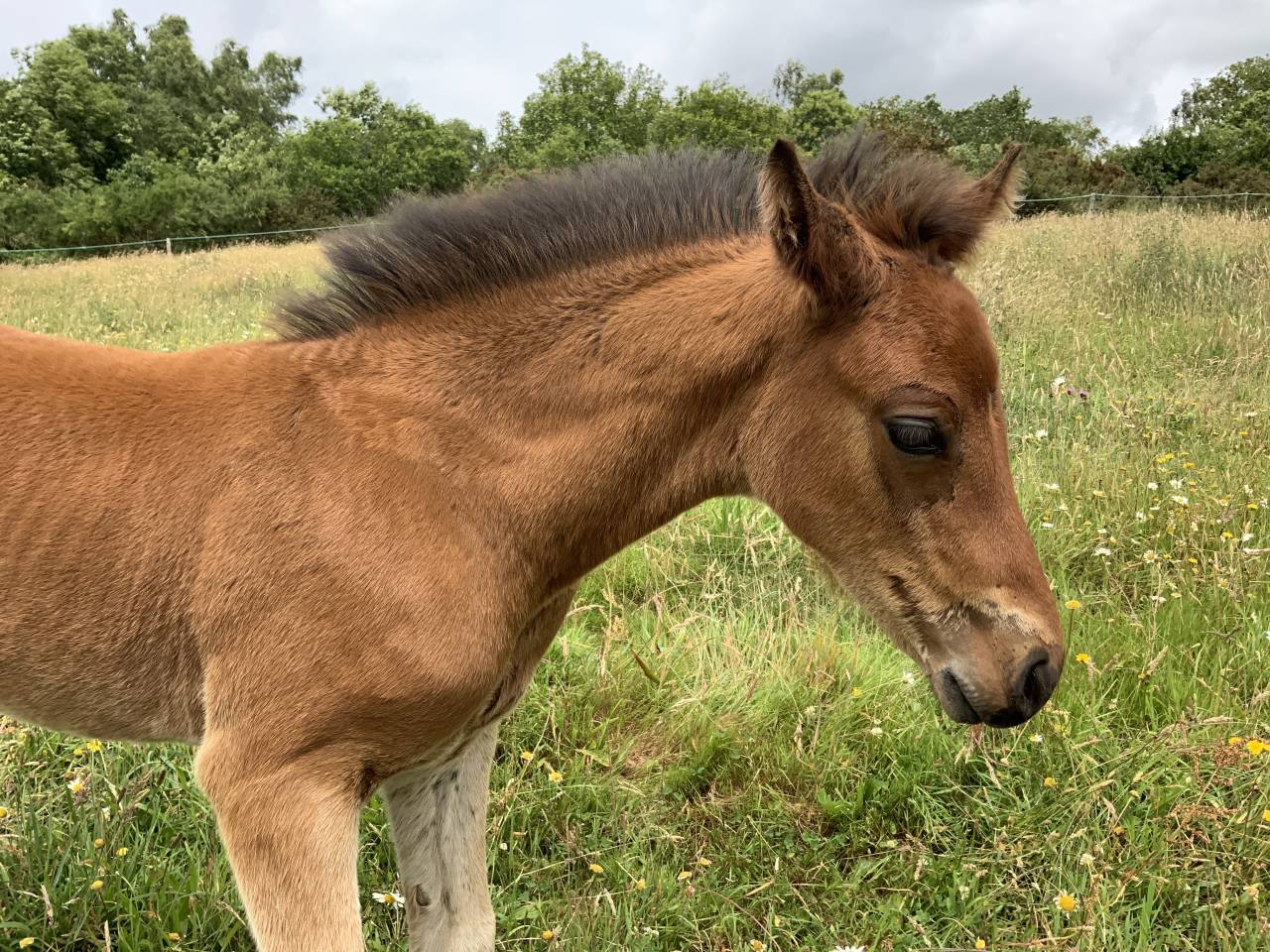  Superbe poulain Connemara Part-Bred