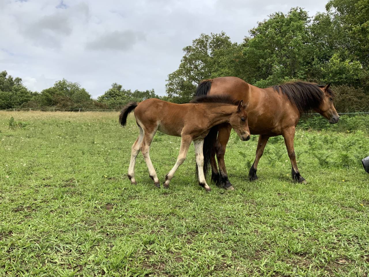  Superbe poulain Connemara Part-Bred