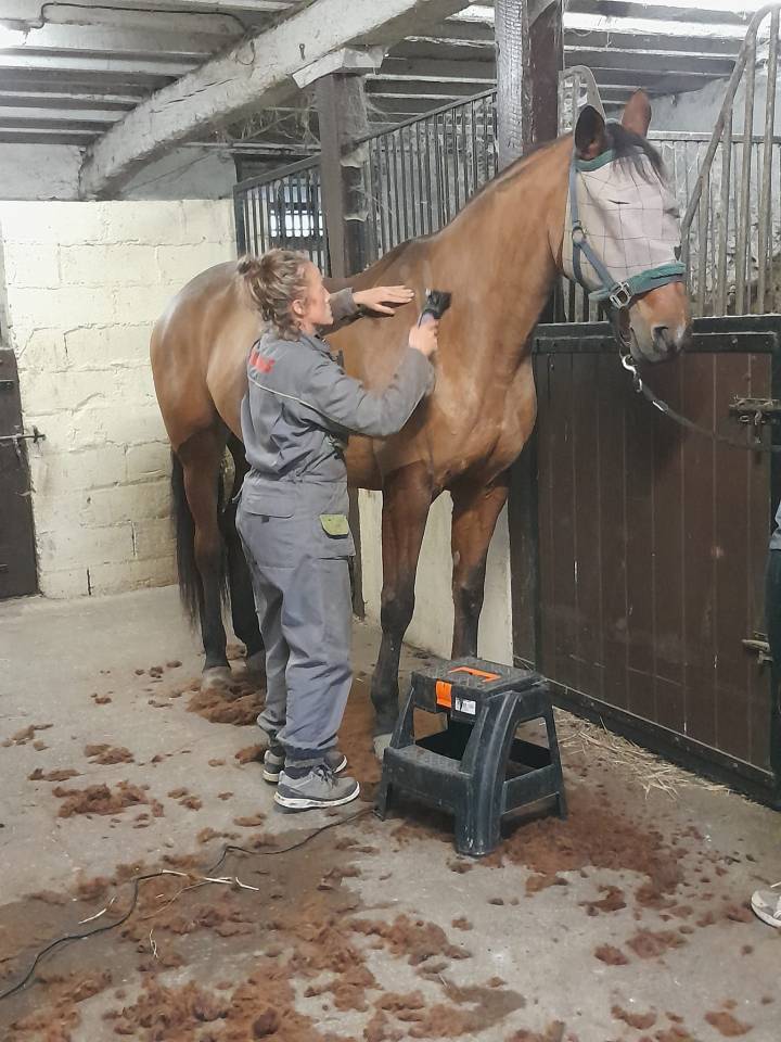 Cavalière & enseignante, gardiennage, grooming