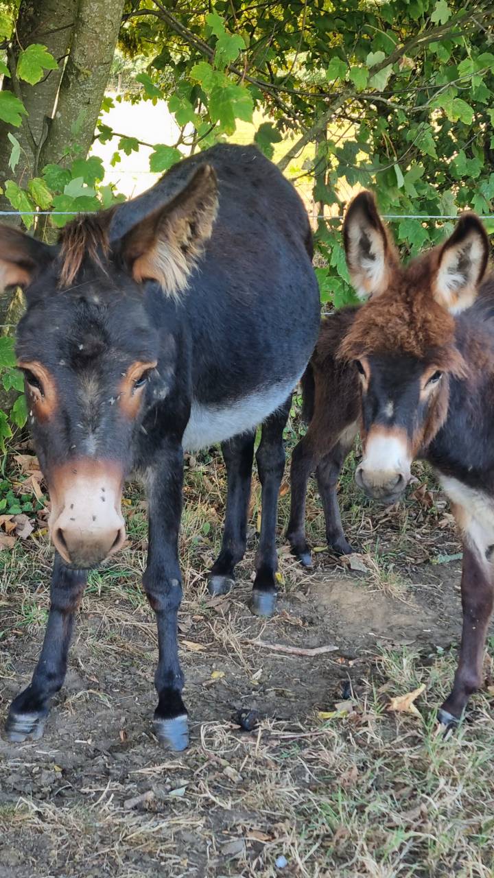 Anons de petite taille / 2025 au sevrage , dept 61