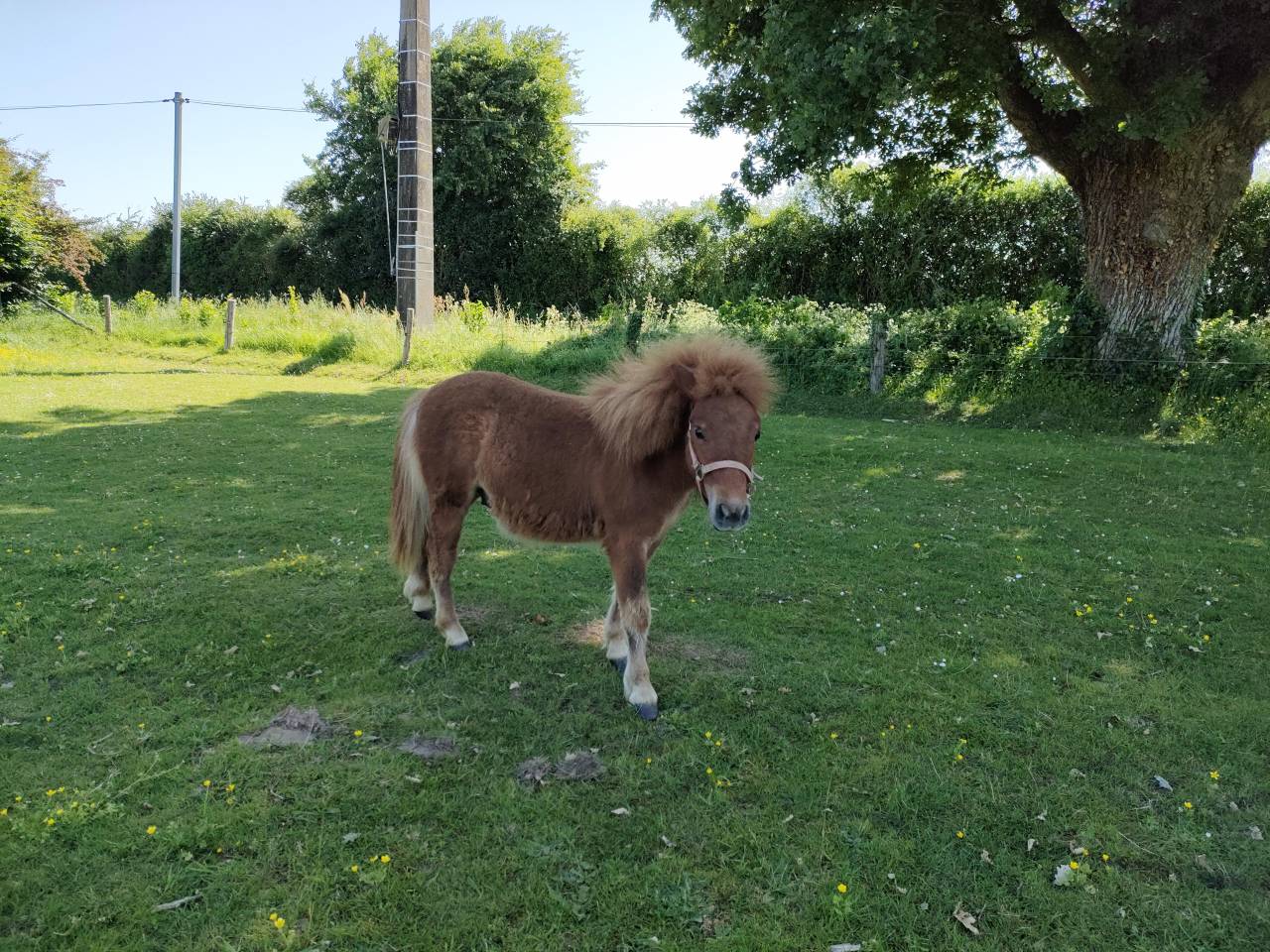 poney SHETLAND