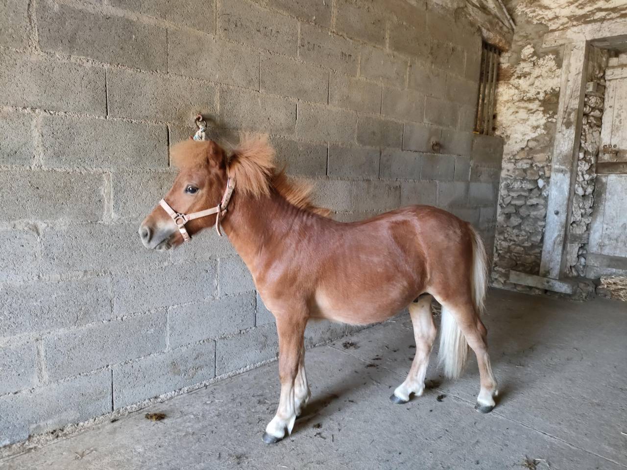 poney SHETLAND