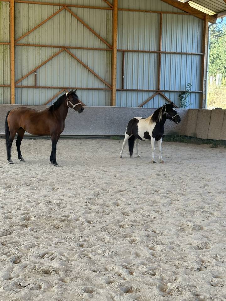 Ponette ONC 1m45 -cheval de famille par excellence