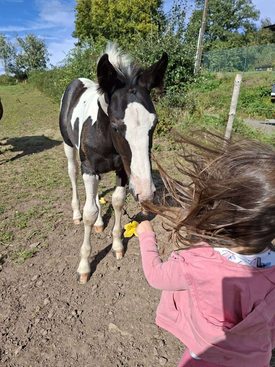 Poulain Tobiano noir