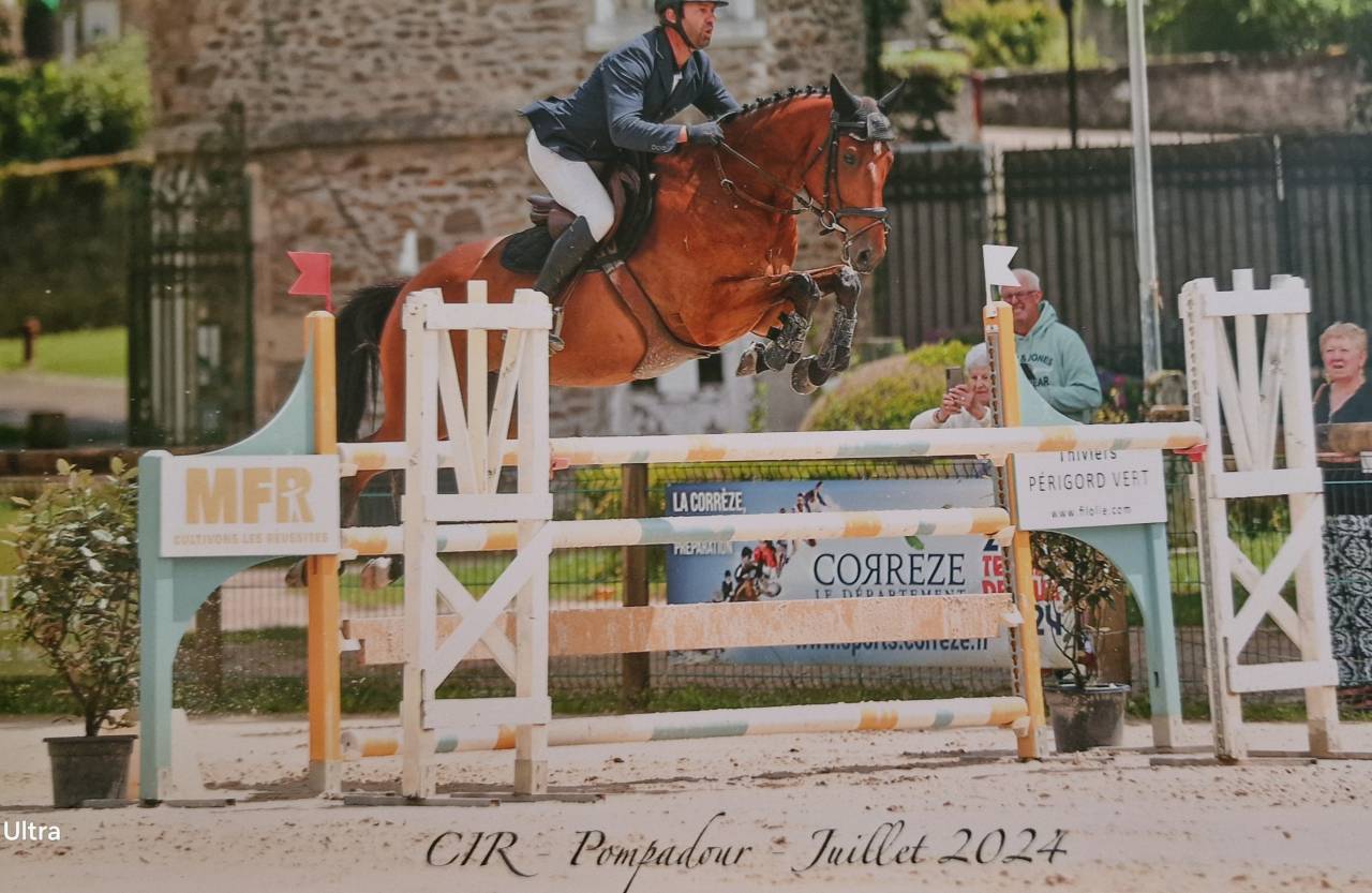 HONGRE SELLE FRANCAIS DE 7 ANS