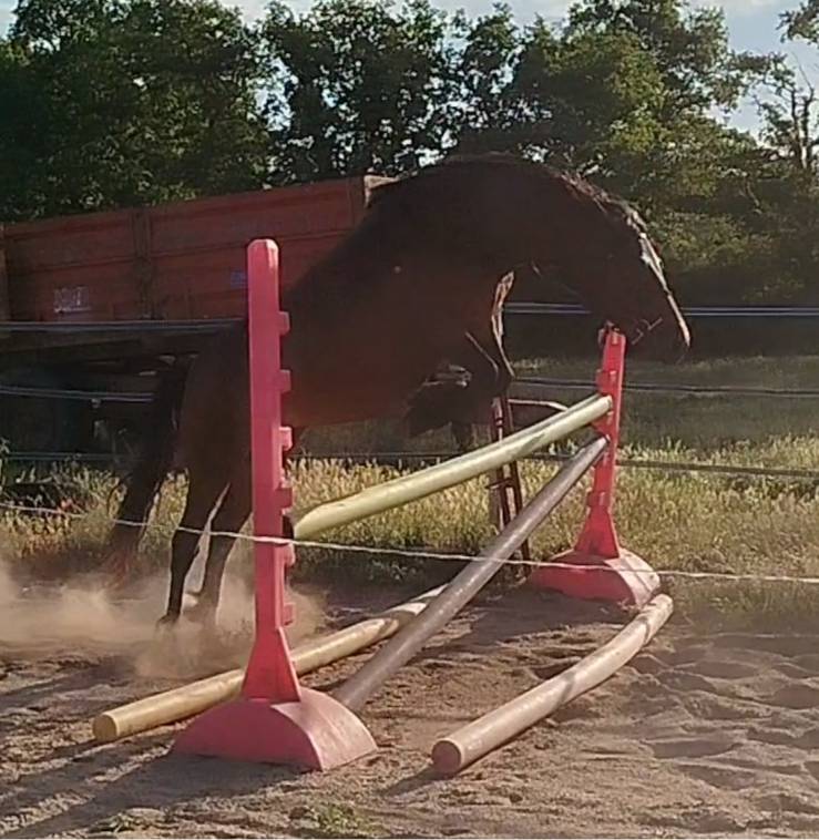 Ponette Connemara 6 ans