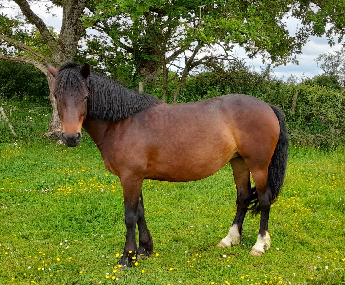 Ponette Connemara 6 ans