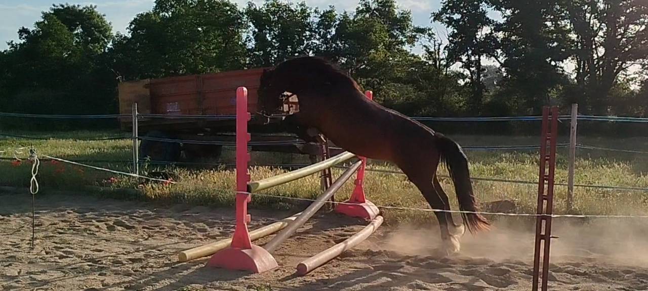 Ponette Connemara 6 ans