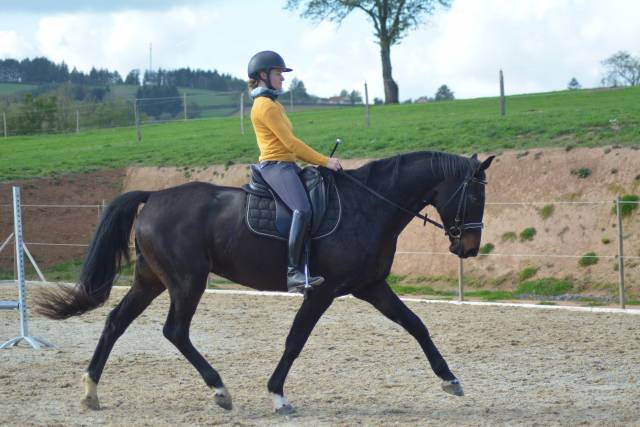 Cours particuliers équitation 